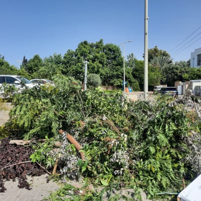 ערימת ענפים גזומים על מדרכה ליד חניה