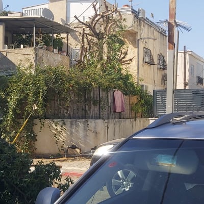 עץ גזום עם ענפים חתוכים ליד גדר