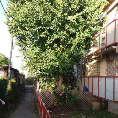 עץ גדול עם עלים ירוקים, ללא סימני גיזום נראים לעין