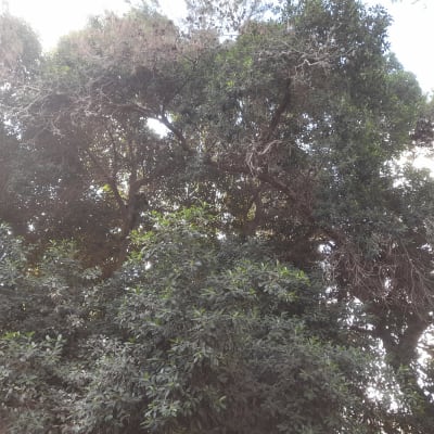 Dense tree branches with some dry twigs visible.