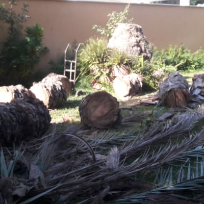 גזעי עצים כרותים וענפים על הקרקע