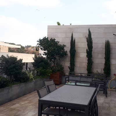 עצים ושיחים בגינה על גג, ללא פעולת גיזום נראית