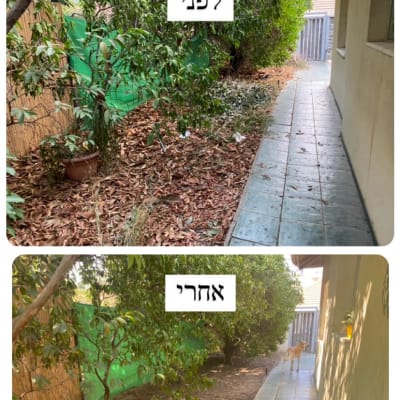 שביל מרוצף לצד גינה עם עלים יבשים ועצים