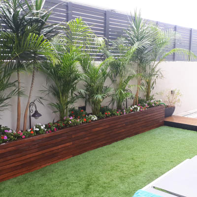 עצים גבוהים באדנית עץ, ללא כלי גיזום נראים