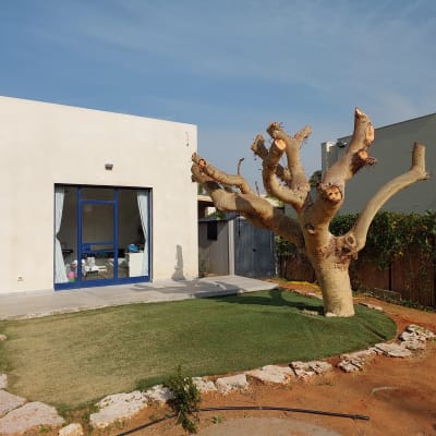 עץ גזום עם ענפים קצוצים בחצר