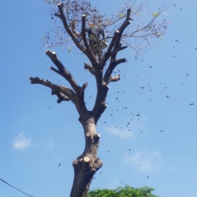 עץ גזום עם ענפים חתוכים וענפים נושרים