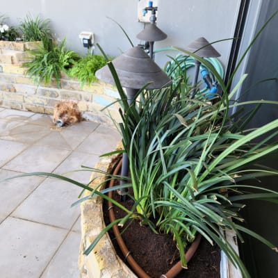 עציץ עם צמחים ירוקים וצינור השקיה