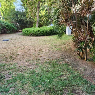 דשא ועצים בגינה עם שיחים ירוקים