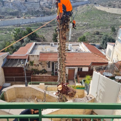 אדם גוזם עץ דקל עם מסור חשמלי