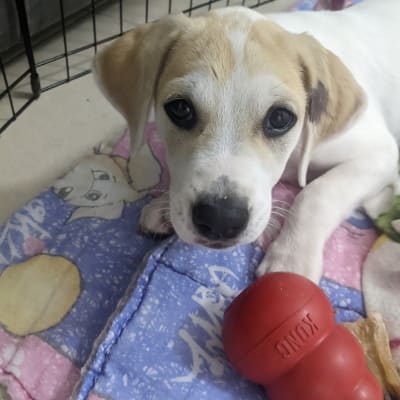 גור כלבים עם צעצוע קונג אדום בכלוב אימון