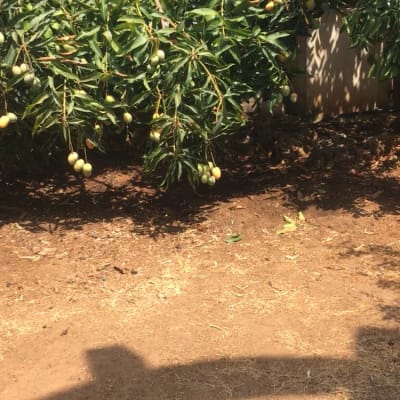 עץ מנגו עם פירות בשלים בגינה