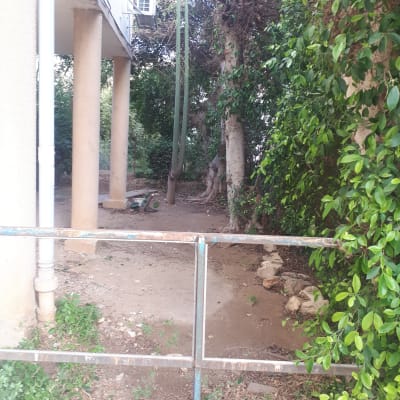 עצים וגדר ליד מבנה