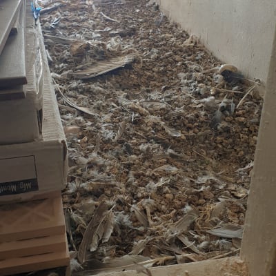 לכלוך ונוצות יונים על רצפה ליד קיר