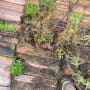 Roof tiles with plants growing between them
