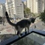 חתול עומד על מעקה עם רשת למניעת יונים