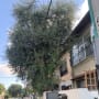 עץ זית גדול ליד בניין מגורים