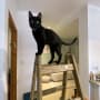חתול שחור עומד על סולם עץ בחדר עם כלים
