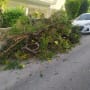 ערימת ענפים גזומים על המדרכה לאחר גיזום עצים