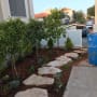 שביל אבנים בגינה עם עצים ושתילים