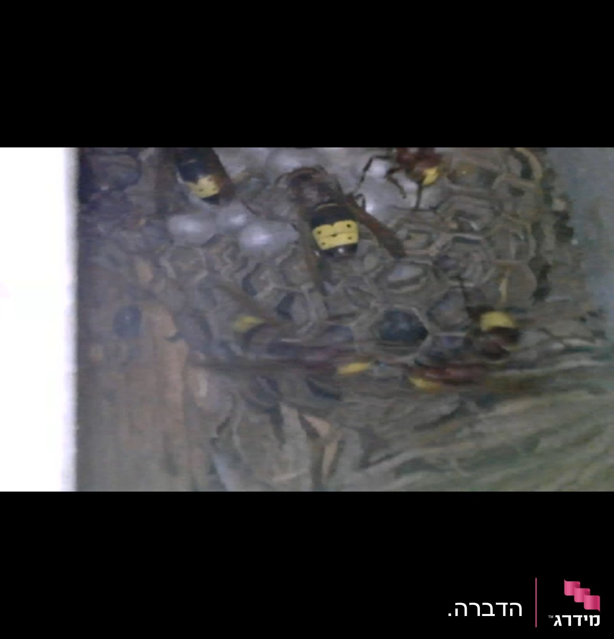 קן צרעות עם צרעות פעילות על הקן