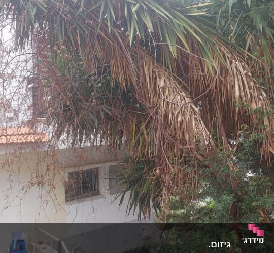 ענפי עץ עם עלים יבשים הזקוקים לגיזום