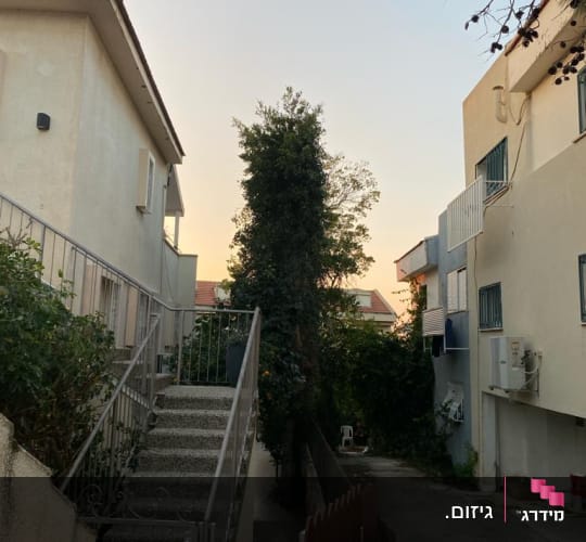 עץ גבוה בין שני בניינים, זקוק לגיזום