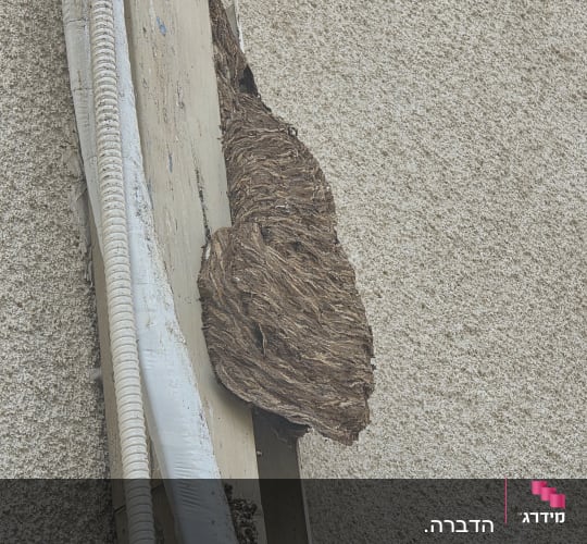 קן צרעות גדול הבנוי על קיר חיצוני ליד צינורות