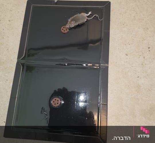 עכבר שנלכד במלכודת דבק שחורה על הרצפה