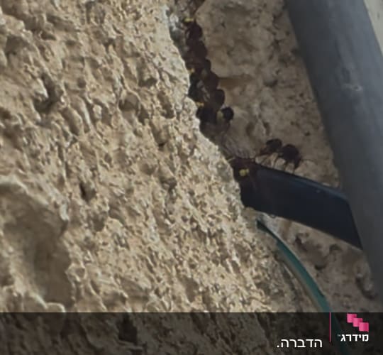 תמונה של קיר עם חרקים זוחלים