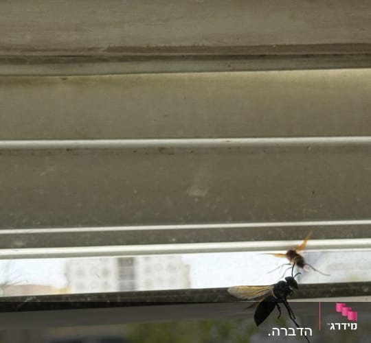 צרעות על חלון, רלוונטי להדברה