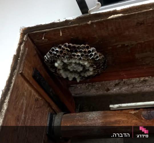 קן צרעות מתחת למזגן, קשור להדברה