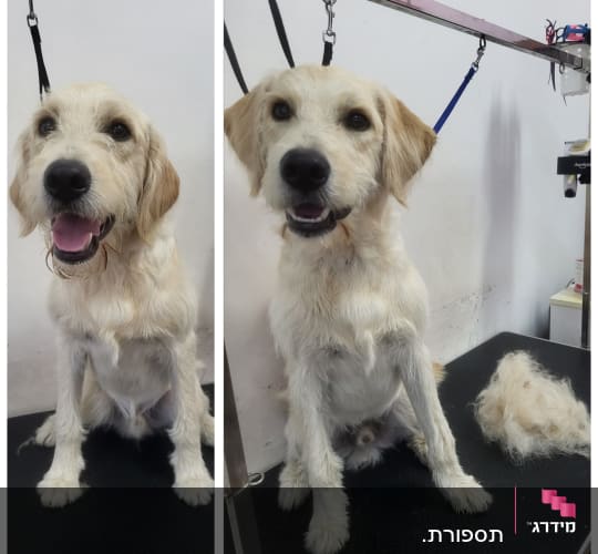 כלב על שולחן טיפוח עם פרווה גזוזה