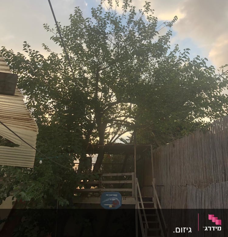 עץ גדול עם ענפים צפופים בחצר