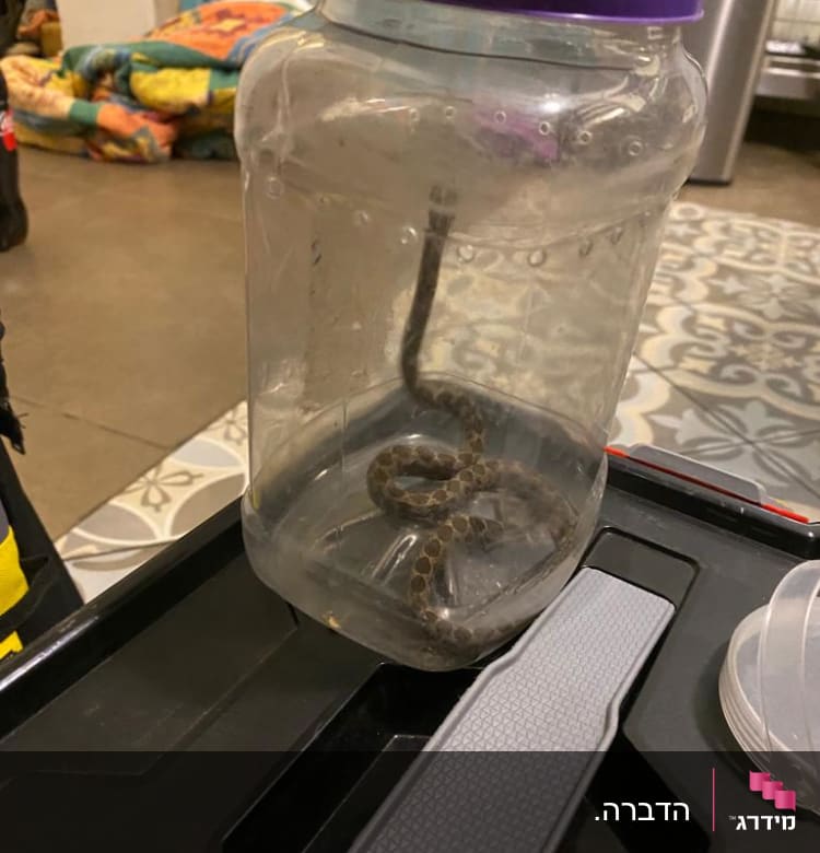 נחש קטן בתוך מיכל פלסטיק שקוף עם מכסה סגול