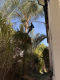 בעל מקצוע מבצע גיזום עץ דקל בגובה באמצעות מסור שרשרת