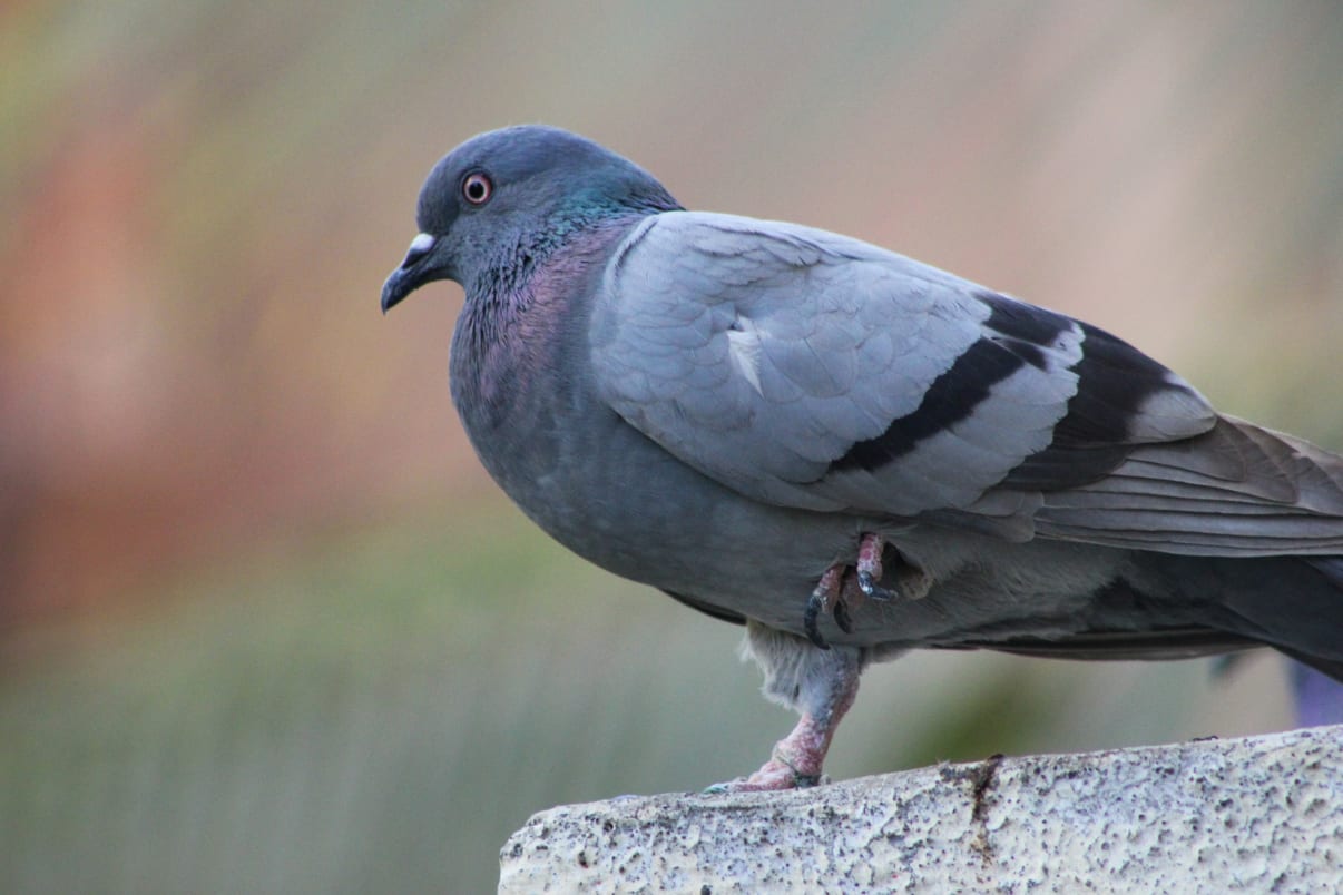 יונה על מרפסת בית