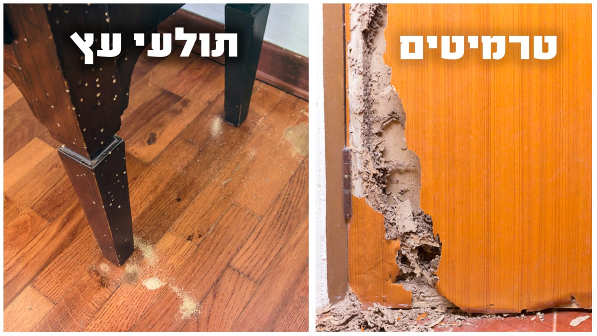 טרמיטים או תולעי עץ טרמיטים או תולעי עץ