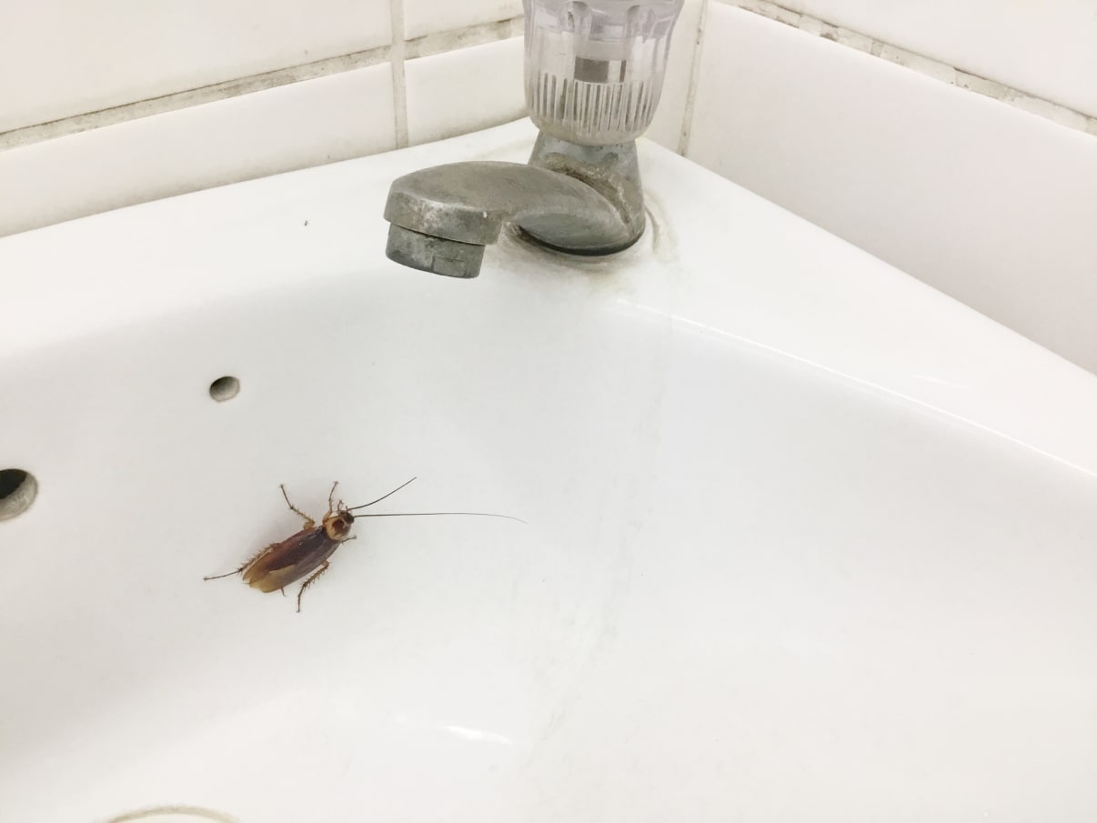 גוק כיור גוק כיור