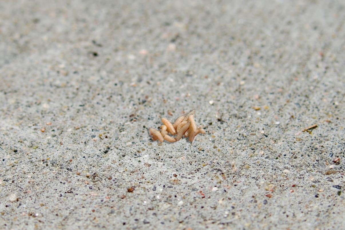 תולעים לבנות קטנות רימות זבובים
