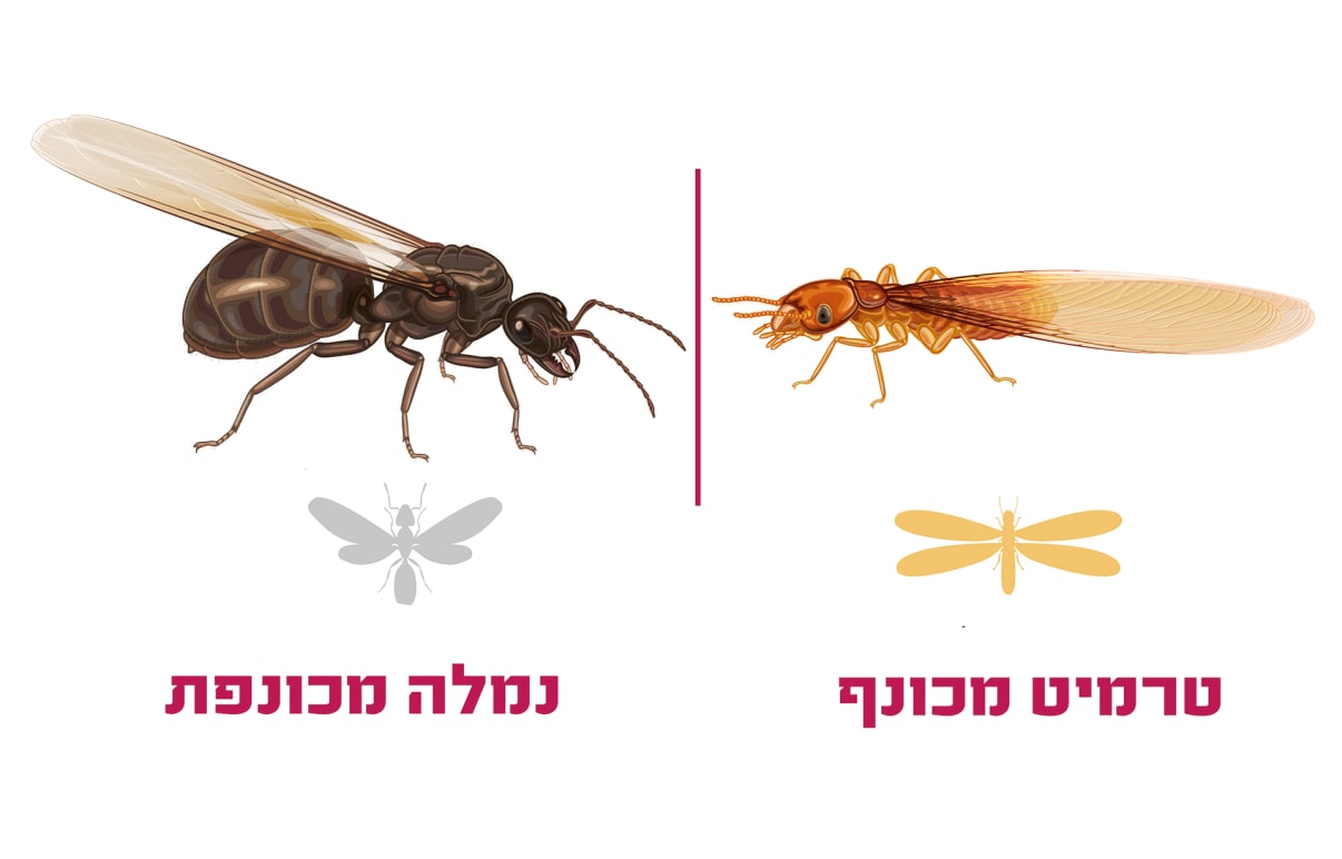 זיהוי נמלים מעופפות בבית או וטרמיטים
