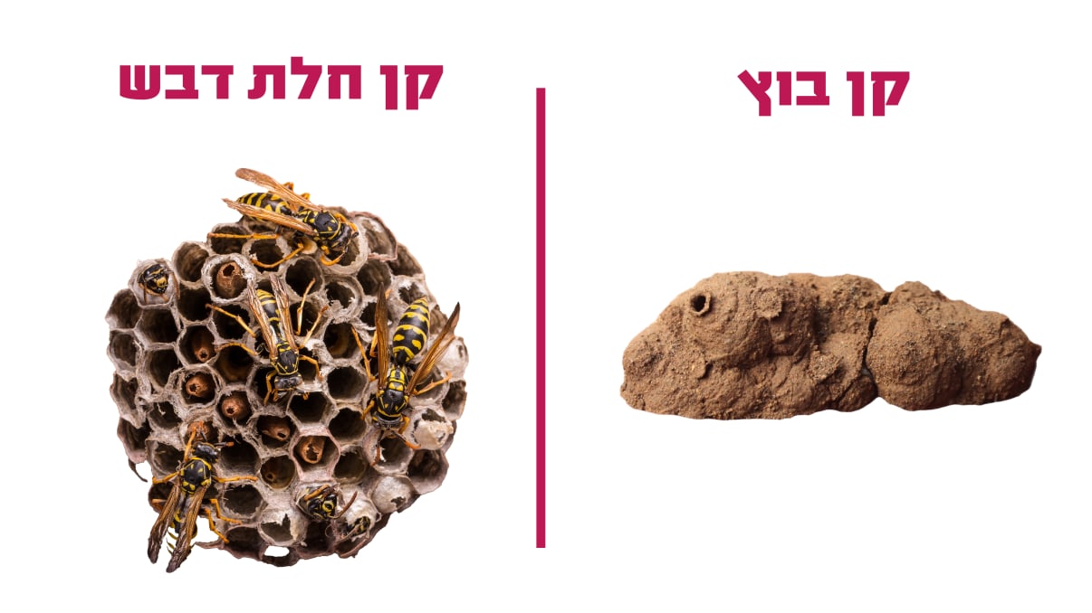 איך נראה קן צרעות איך נראה קן צרעות