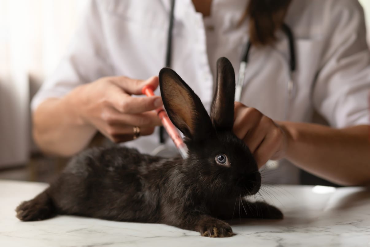 חיסון לארנב