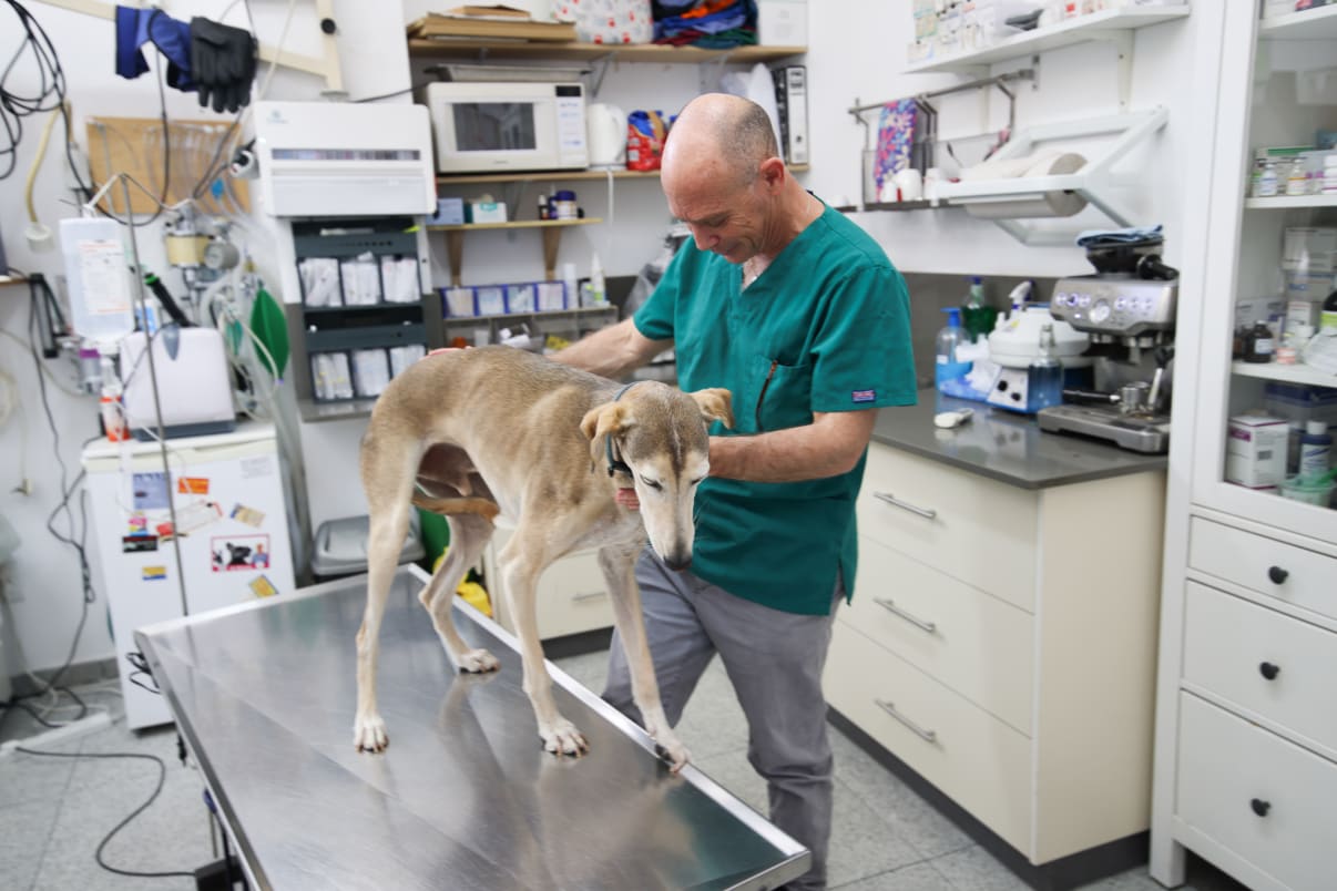 בדיקת היפ דיספלזיה בדיקת היפ דיספלזיה