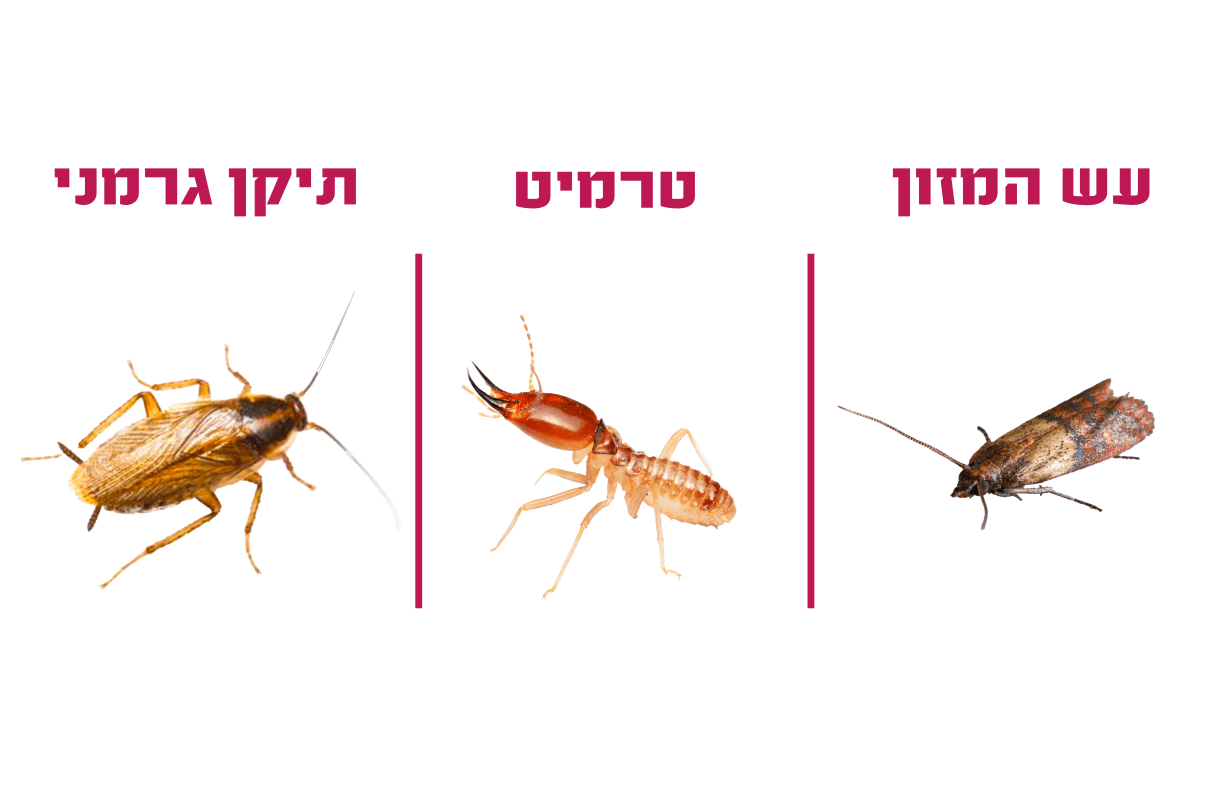 חרקים שיכולים להיות בארון במטבח