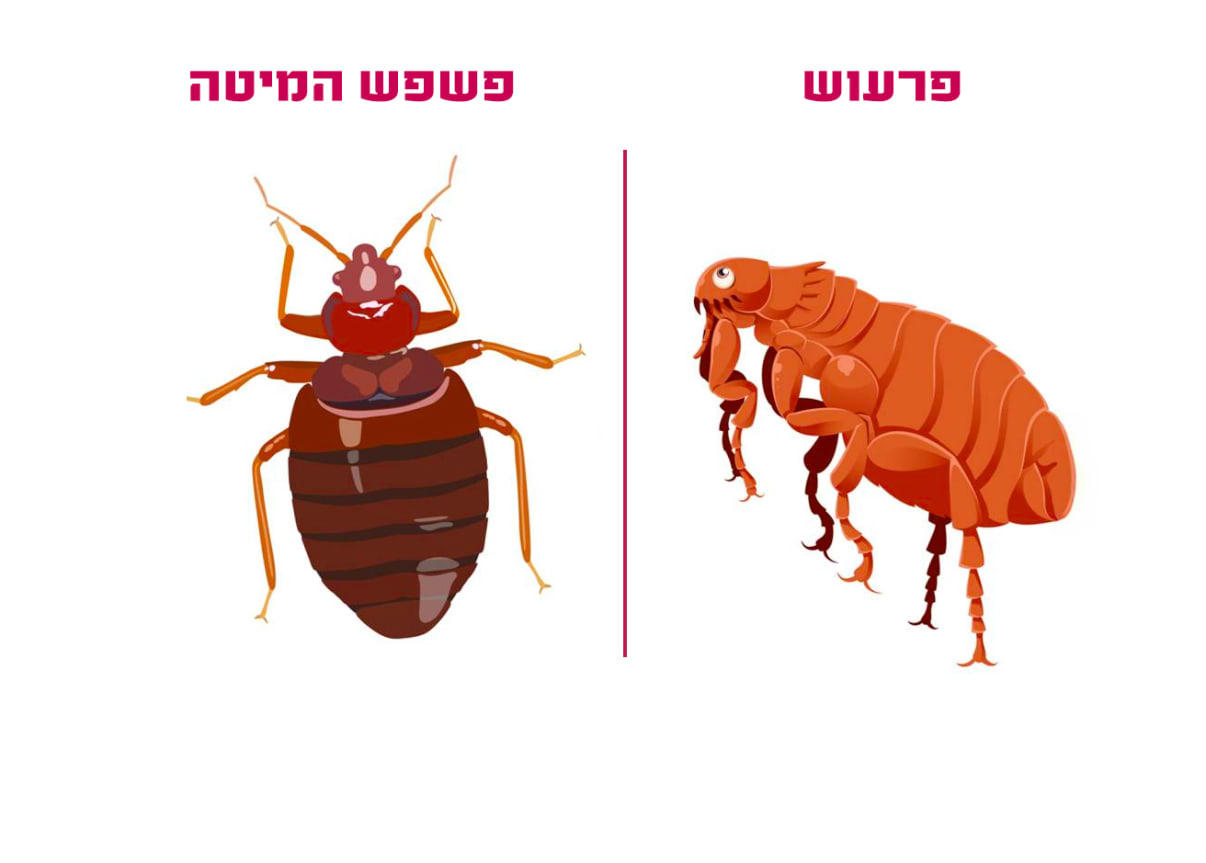 האם חרקים עוקצים בלתי נראים הם פרעוש או פשפש המיטה