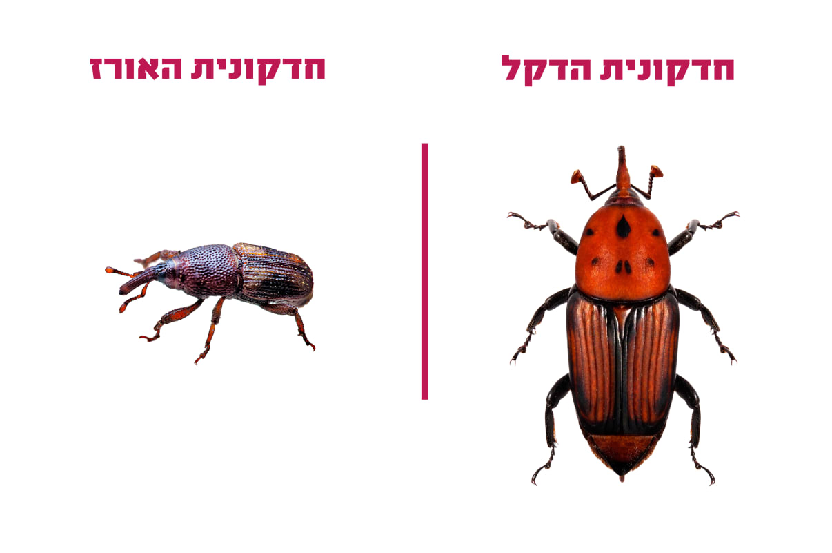 חרק עם חדק חרק עם חדק