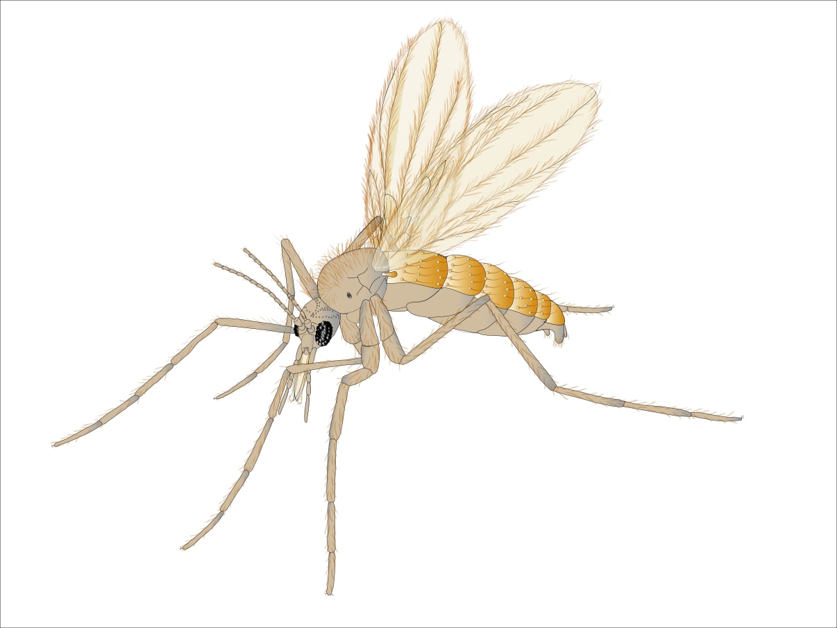 זבוב חול זבוב חול