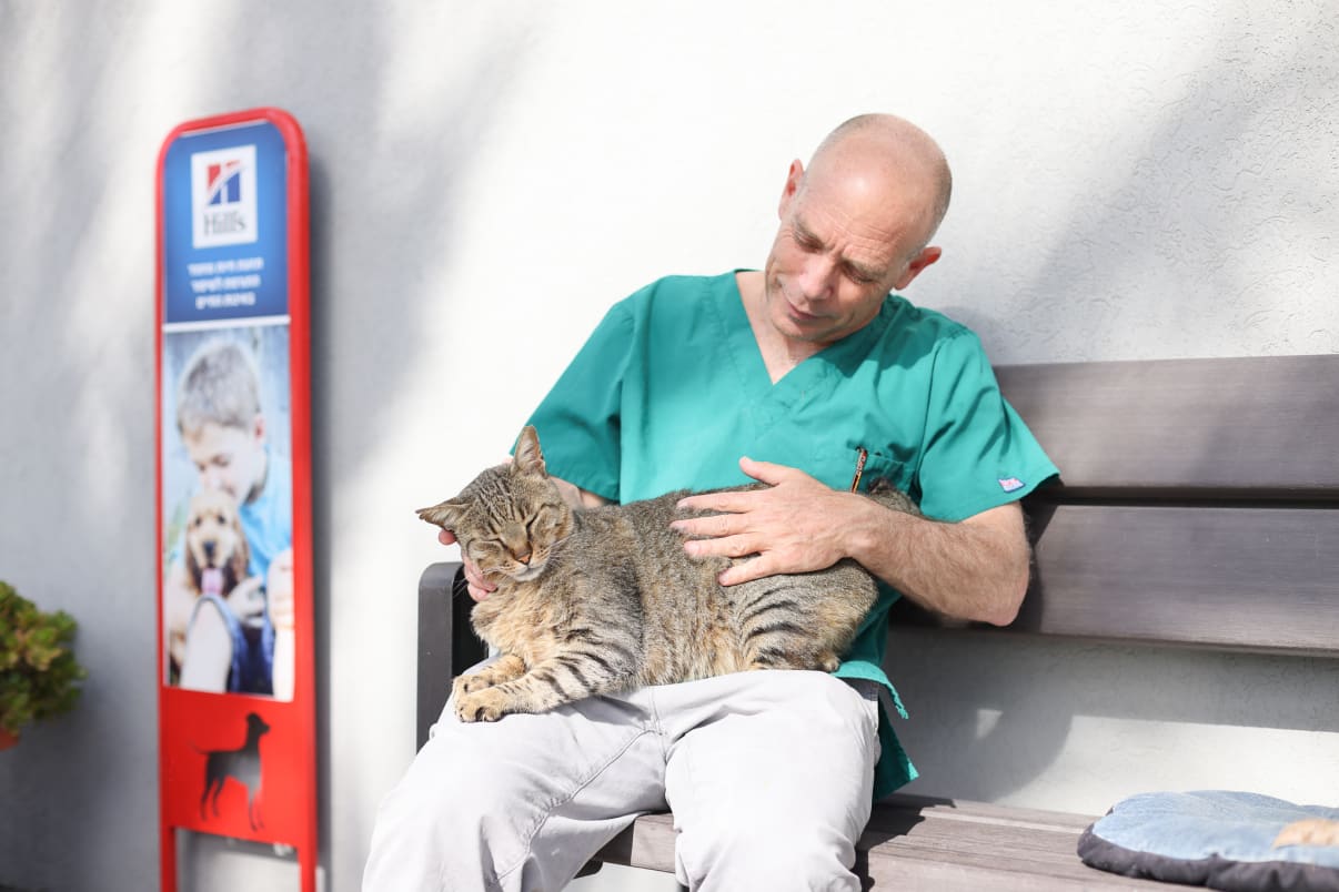 חתול אחרי חיסון למניעת חתלתלת חתול אחרי חיסון למניעת חתלתלת