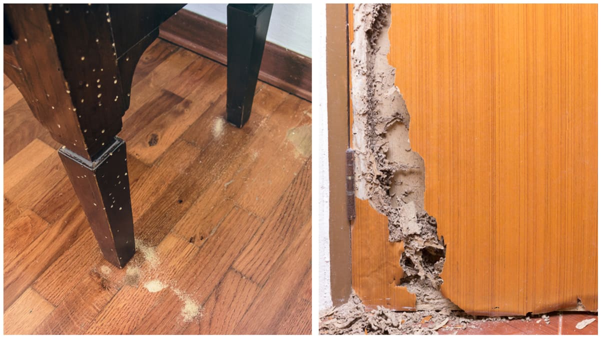 טרמיטים או תולעי עץ טרמיטים או תולעי עץ