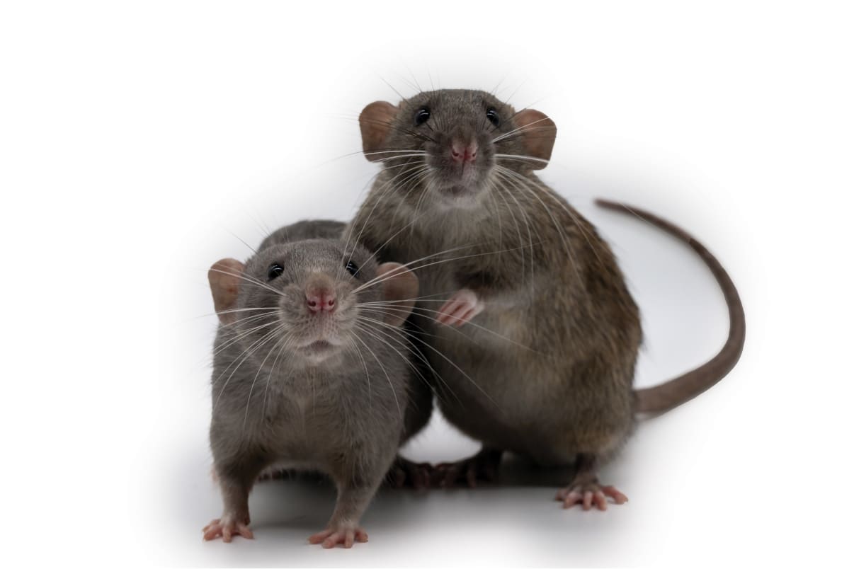 עכברושים וחולדות